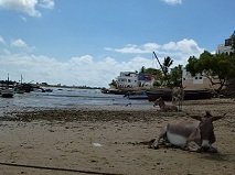 P1010550.JPG, janv. 2013 P1010550.JPG